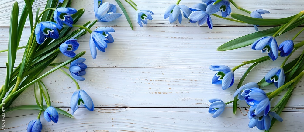Poster Blue snowdrops arranged on a white wooden surface with a blank space for adding an image. with copy space image. Place for adding text or design