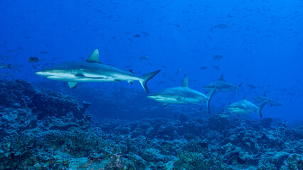 Obraz premium French Polynesia, Tuamotu Archipelago, Fakarava South, Gray Reef Shark (Carcharhinus amblyrhynchos)