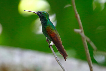 Berylline Hummingbird (Saucerottia beryllina), Honduras