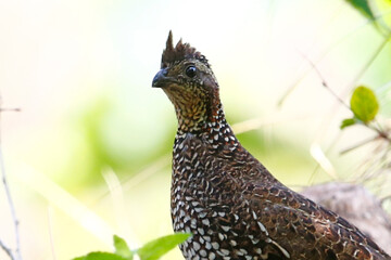 Crested Bobwhite (Colinus cristatus), Honduras.