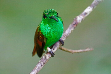 Berylline Hummingbird (Saucerottia beryllina), Honduras