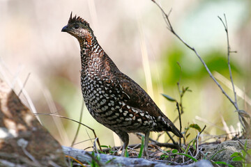 Crested Bobwhite (Colinus cristatus), Honduras.