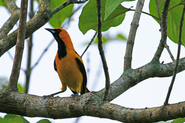 Yellow-tailed Oriole (Icterus mesomelas) perched on tree branch, Honduras.