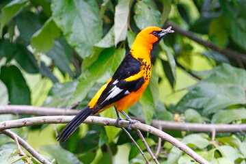 Spot-breasted Oriole (Icterus pectoralis) perched on branch, Honduras.