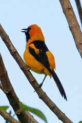 Yellow-tailed Oriole (Icterus mesomelas) perched on tree branch, Honduras.