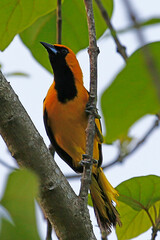 Yellow-tailed Oriole (Icterus mesomelas) perched on tree branch, Honduras.