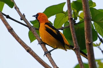 Yellow-tailed Oriole (Icterus mesomelas) perched on tree branch, Honduras.