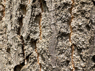 Vertical Cracked Tree Bark Texture Background