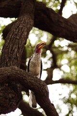 South-African bird in the wild