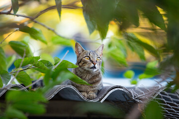 Um gato malhado visto entre folhas de uma árvore, descansando sobre o telhado de uma casa.