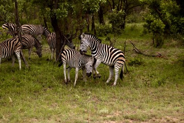 zebras in the wild playing