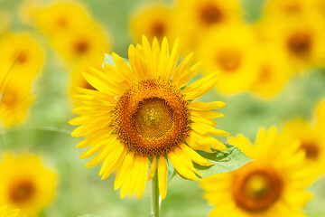 夏のひまわり畑