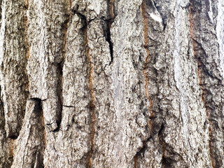 Deeply Grooved Tree Bark. Natural Rough Trunk Texture