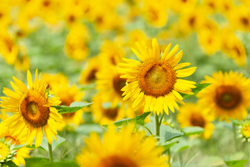 ひまわり畑の景色