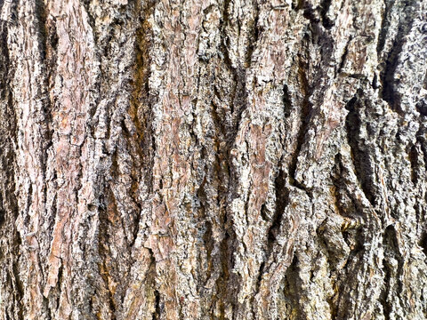 Rugged Mulberry Tree Bark Texture. Natural Brown Trunk Surface Close-Up.