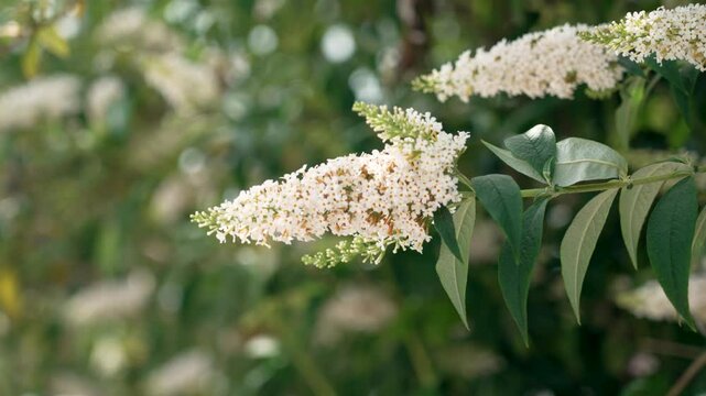 White butterfly bush flowers blooming in a garden. Summer lilac or Buddleia davidii flowering plant