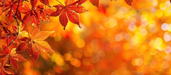 Maple tree leaves in vivid autumn hues with a blurred fall background offering copy space for text ideal for holiday themes Depicting the essence of fall and autumn season