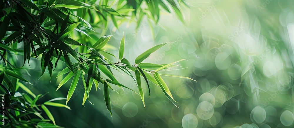 Poster a detailed shot under a bamboo tree displaying lush green leaves with natural lighting perfect for w