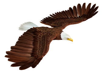 3D Rendering Eagle on White