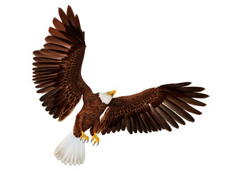 Obraz premium 3D Rendering Eagle on White
