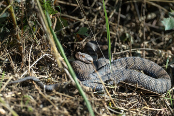 Aspisviper (Schlange) zwischen Wald uns frisch gemähtem Rasen (Viper)