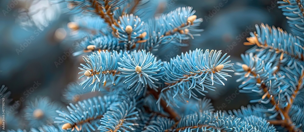 Poster close up image of fresh blue spruce branches in a japanese garden setting with copy space for botani