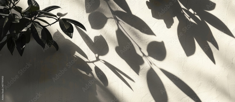 Poster silhouetted leaves casting shadows on the wall featuring copy space image