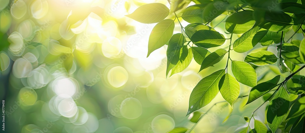 Poster Background featuring green leaves with empty copy space image