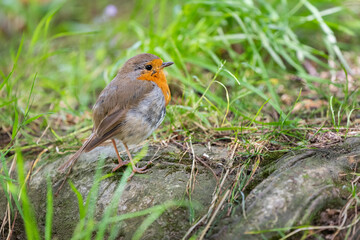 Un jeun rouge-Gorge de l'année dans l'herbe
