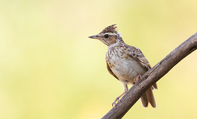 Woodlark, Lullula arborea. An early morning bird sits on a branch against a golden background