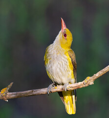 Eurasian Golden Oriole, Oriolus oriolus. A bird sits on a branch and looks up