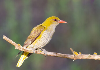 Eurasian Golden Oriole, Oriolus oriolus. An early morning bird perched on a branch, close-up of bird