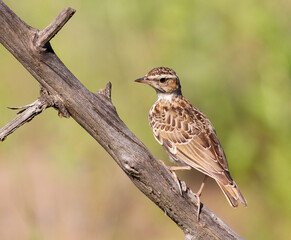 Woodlark, Lullula arborea. A bird sits on a branch on a blurred background