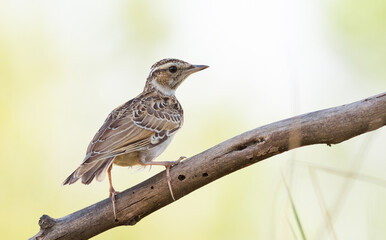 Woodlark, Lullula arborea. An early morning bird sits on a branch against a beautiful background