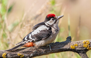 Great spotted woodpecker, Dendrocopos major. A close-up of a bird sitting on a branch