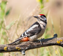 Great spotted woodpecker, Dendrocopos major. A close-up of a bird sitting on a branch