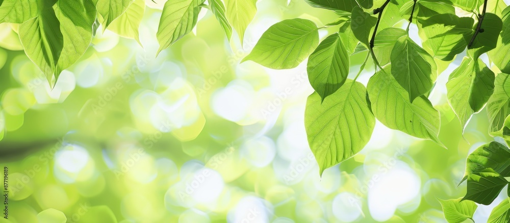 Leinwandbilder fresh green leaves creating a serene natural setting with ample copy space image