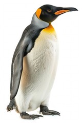 Fototapeta premium king penguin standing isolated on white background