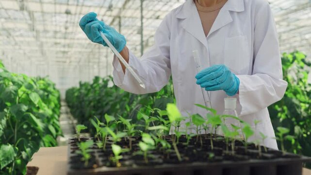 Close-up, agricultural engineer in lab coat using pipette adds chemical additives to plant seedlings. Scientist, plants, growing, greenhouse. Ecological research, innovation, sustainable biology