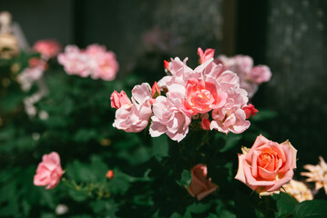 ピンクの薔薇の花