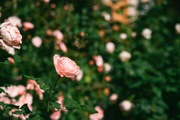 ピンクの薔薇の花