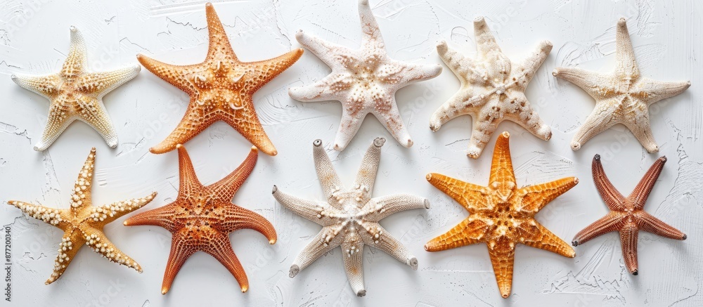 Aufkleber sea starfish arranged individually on a blank white surface with copy space image viewed from above