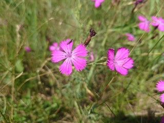 Insect on a flower