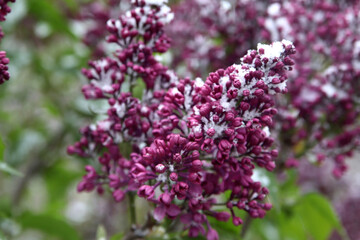 Branch of blooming lilac in the snow. Snow in May. Surprises of nature. Close-up. Selective focus. Place for an inscription.