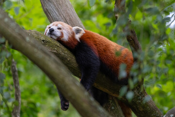 Un panda roux au repos a cheval sur une branche