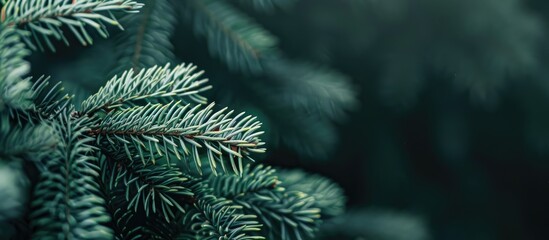 Christmas themed background featuring a close up of a softly focused green fir tree branch offers copy space and a vintage dark toned design for seasonal quotes with a winter forest backdrop