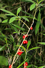 危険なオニシバリの赤い毒性果実が実る枝葉（自然光＆ストロボ・マクロレンズ接写）
