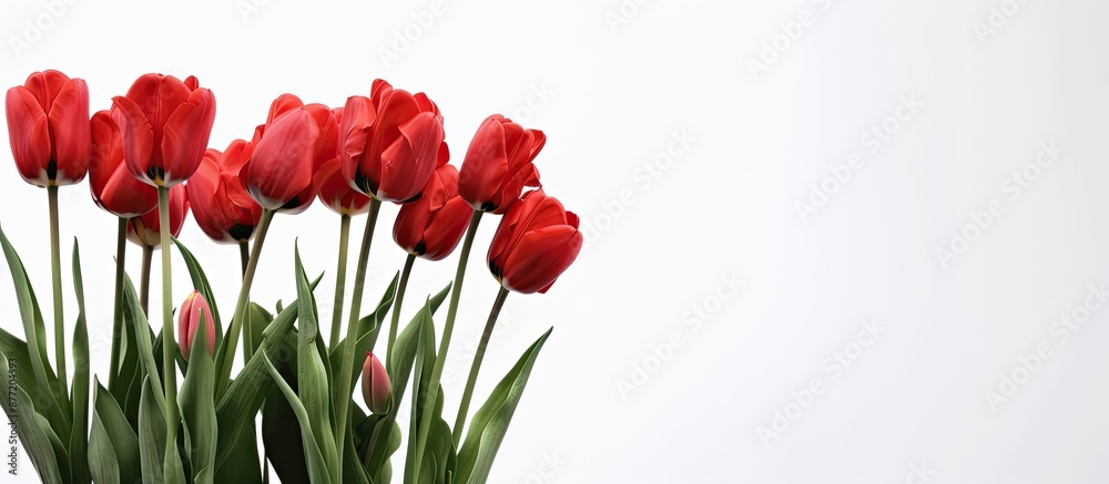 Aufkleber Red tulips set against a white backdrop providing a blank area for text in the image. with copy space image. Place for adding text or design