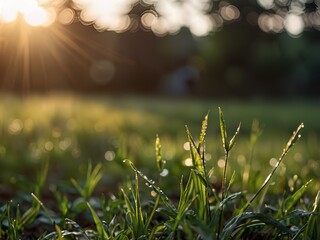 Naklejka premium grass and sun