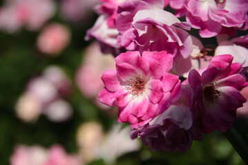鮮やかなピンクの花